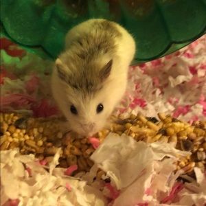 Meet your Posher, Paris